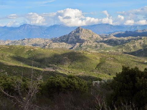 Le san pedrone en Corse